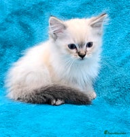 Ragdoll cats 'REDUCED' PEDIGREE GCCF REG CHAMPION LINE RAGDOLLS - Advert 12