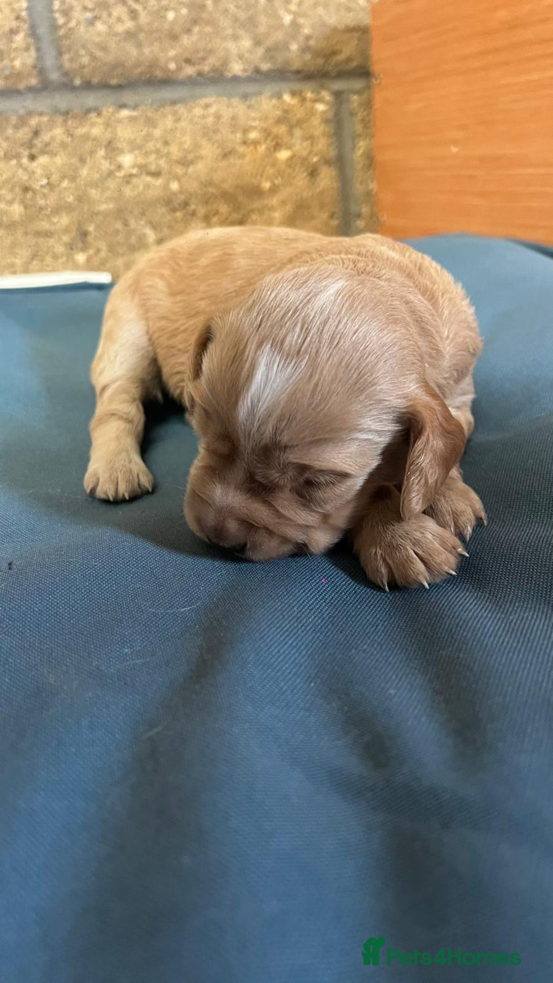 Cocker Spaniel dogs for sale: Working cocker spaniels -legally docked. - Image 13