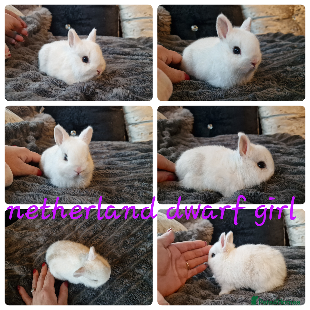 Mini Lop rabbits for sale: Mini lop babies & netherland dwarf babies  - Image 3