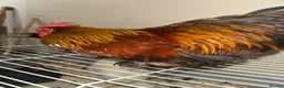 Chickens poultry for sale:  a gamefowl / mixed backyard roster breed traits. - Advert 2