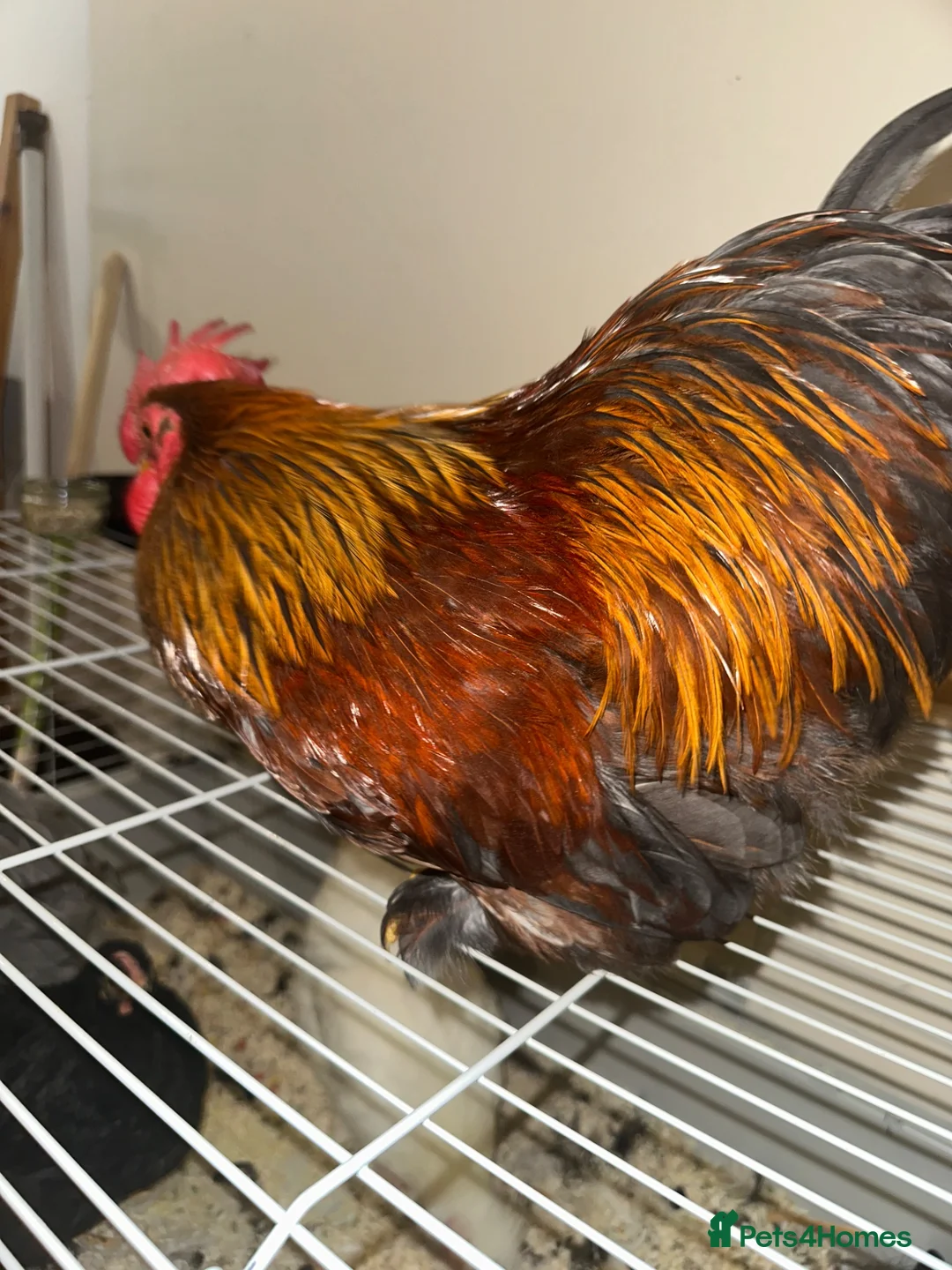 Chickens poultry for sale:  a gamefowl / mixed backyard roster breed traits. - Advert 2