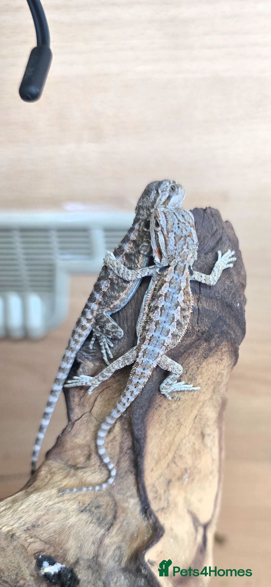 Bearded Dragon reptiles Baby bearded dragon  - Advert 13