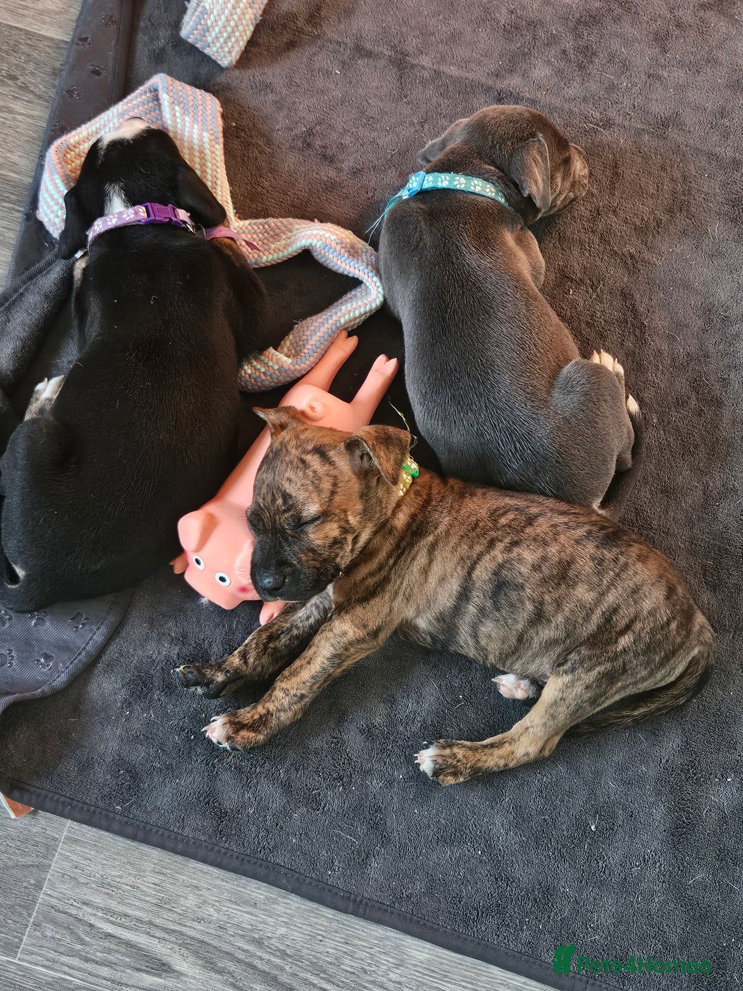 Mixed Breed dogs for sale: American Bulldog Cross Staffy puppies  - Image 9