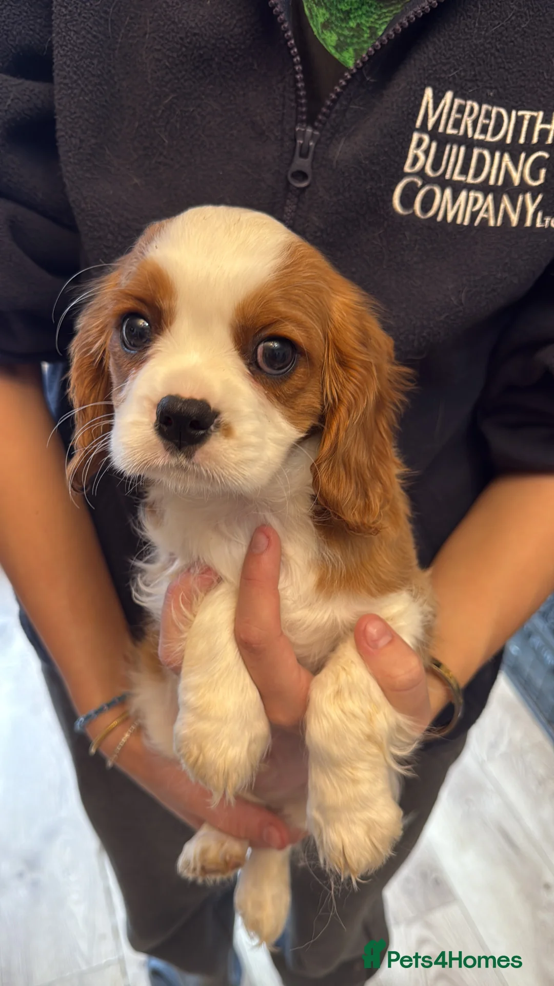 Cavalier King Charles Spaniel dogs for sale: KC reg Cavalier King Charles pups DNA clear - Advert 8