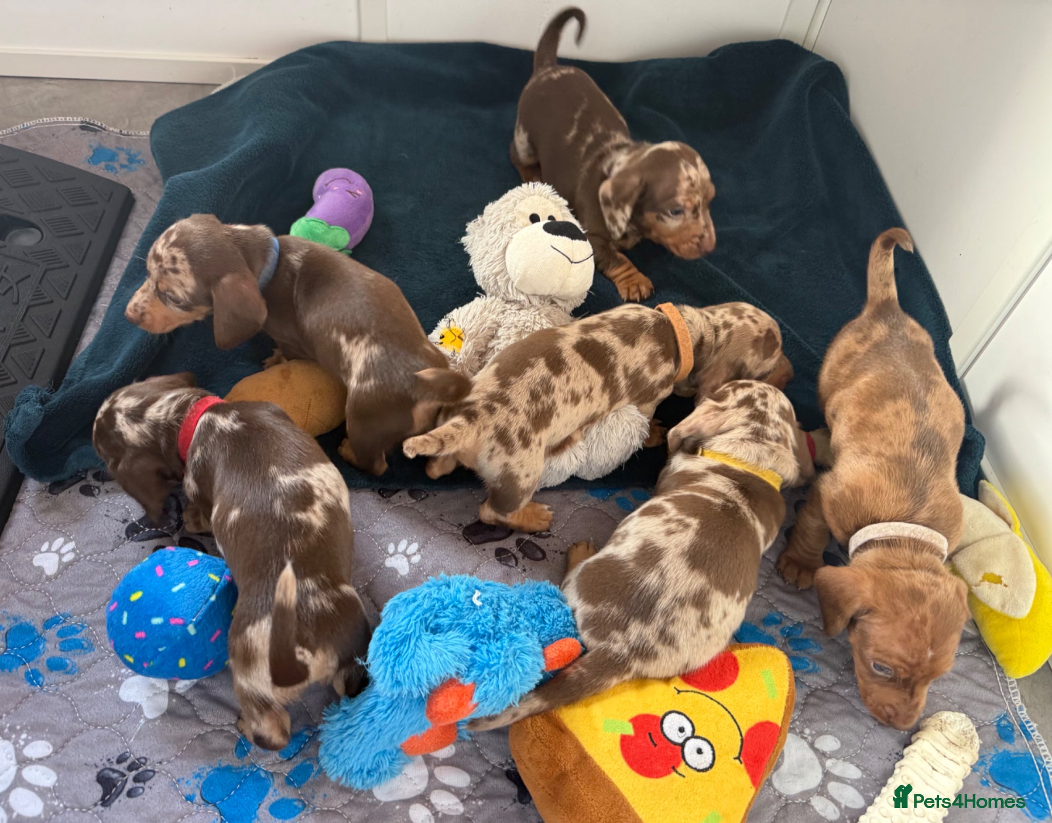 Miniature Dachshund dogs LAST ONE KC Chocolate Cream Dapple Mini Dachshund - Advert 2