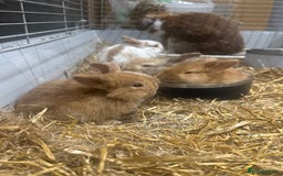 Mini Lop rabbits for sale: Mini lop babies for sale. Ready October 18th - Image 13