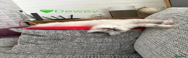 💚 Dewey 