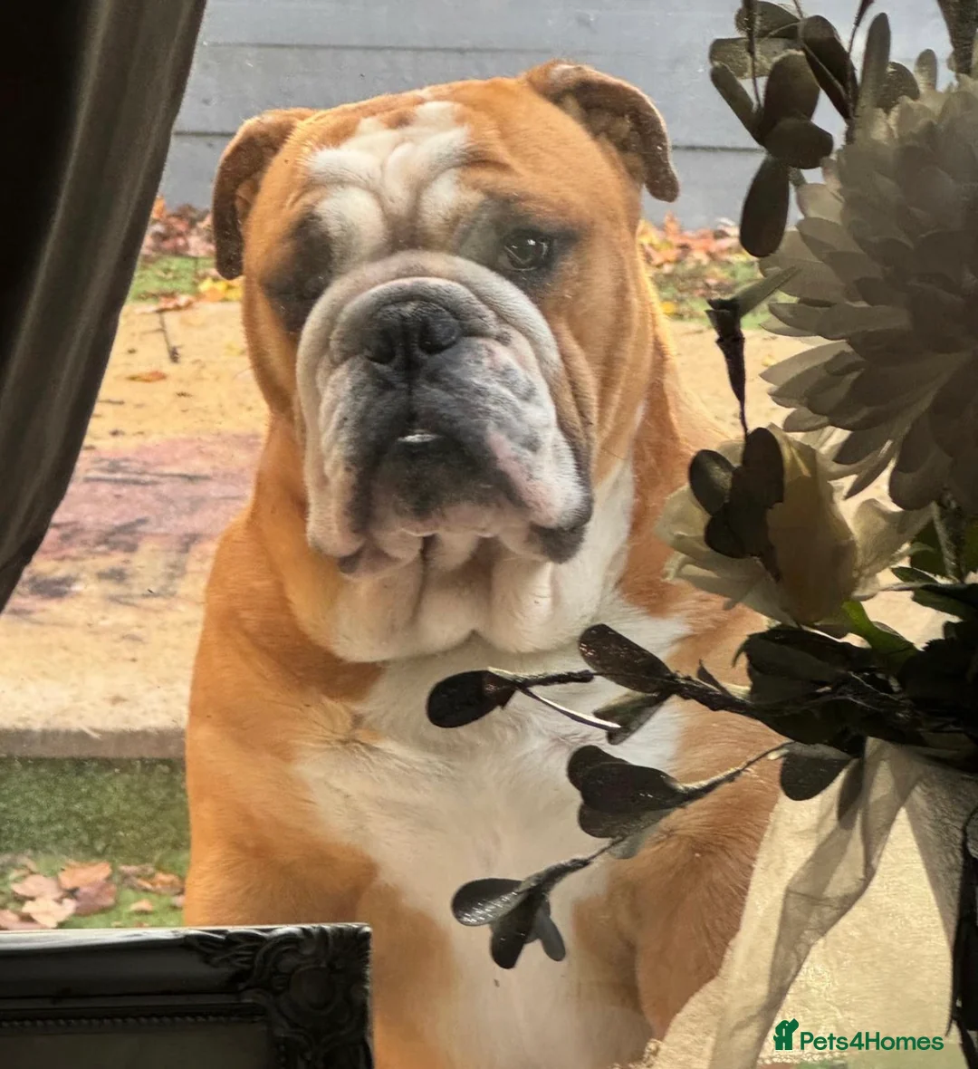 English Bulldog dogs for sale: English bulldog male  in Chatham - Advert 2