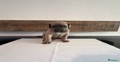 Cane Corso dogs - Advert 5