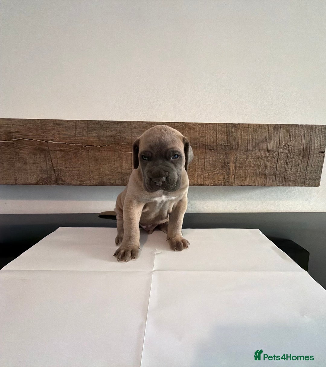 Cane Corso dogs for sale: Purebred Cane Corso Puppies – Exceptional Parent - Image 2