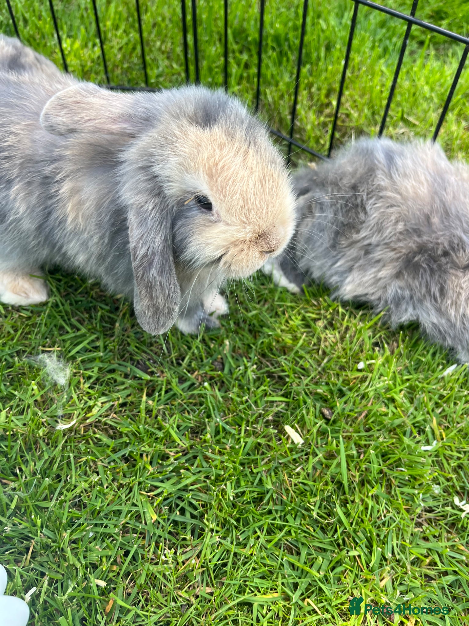 Mini Lop rabbits Baby lop-eared rabbits  - Advert 18