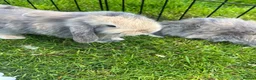 Mini Lop rabbits for sale: Baby lop-eared rabbits  in Clitheroe - Advert 3