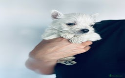 West Highland Terrier dogs for sale: Only 1 boy available  - Image 4