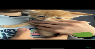 Domestic Shorthair cats - Advert 8
