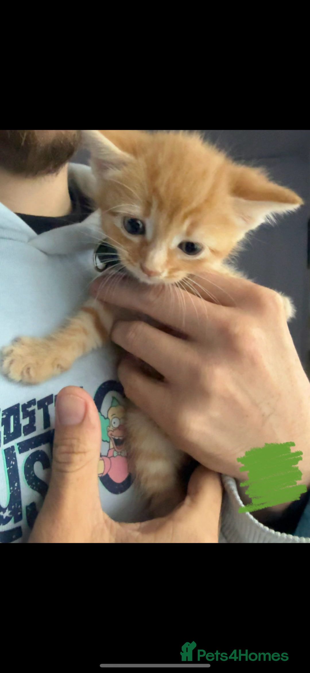 Domestic Shorthair cats for sale: 🌸Gorgeous kittens for sale🦋 - Image 2