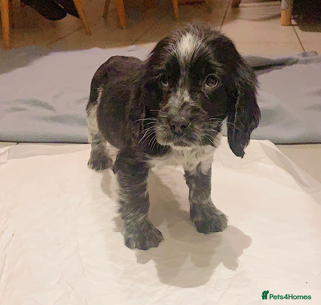 Cocker Spaniel dogs for sale: Loving Cocker Spaniel looking for adult only home  - Image 9