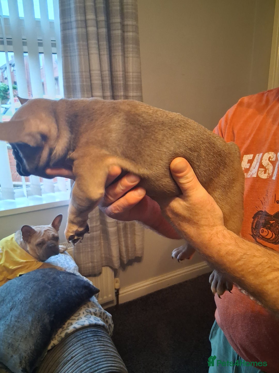 French Bulldog dogs for sale: French bulldogs - Advert 11