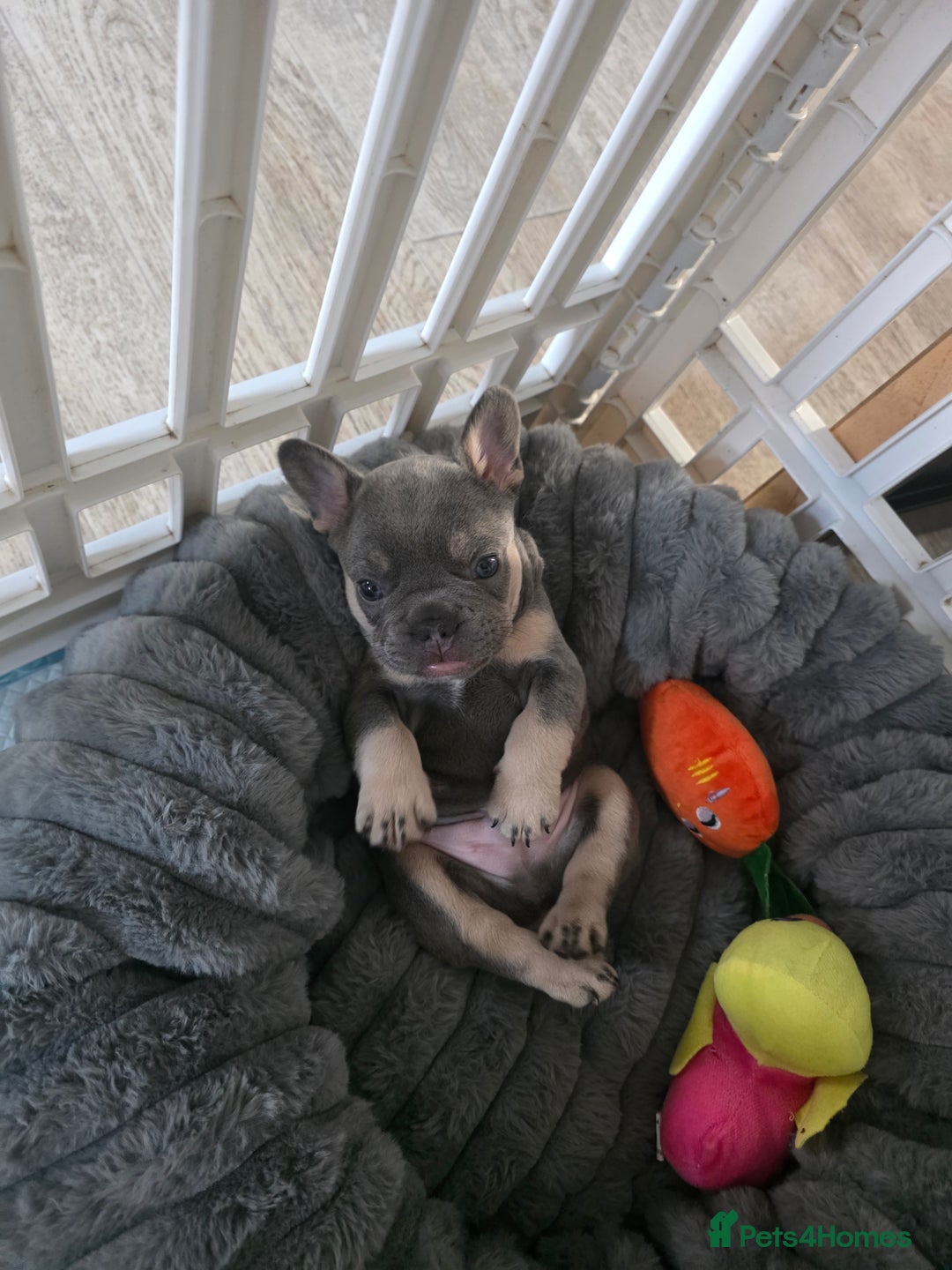 French Bulldog dogs for sale: Meet Your New Best Friend - French Bulldog Puppy - Image 4