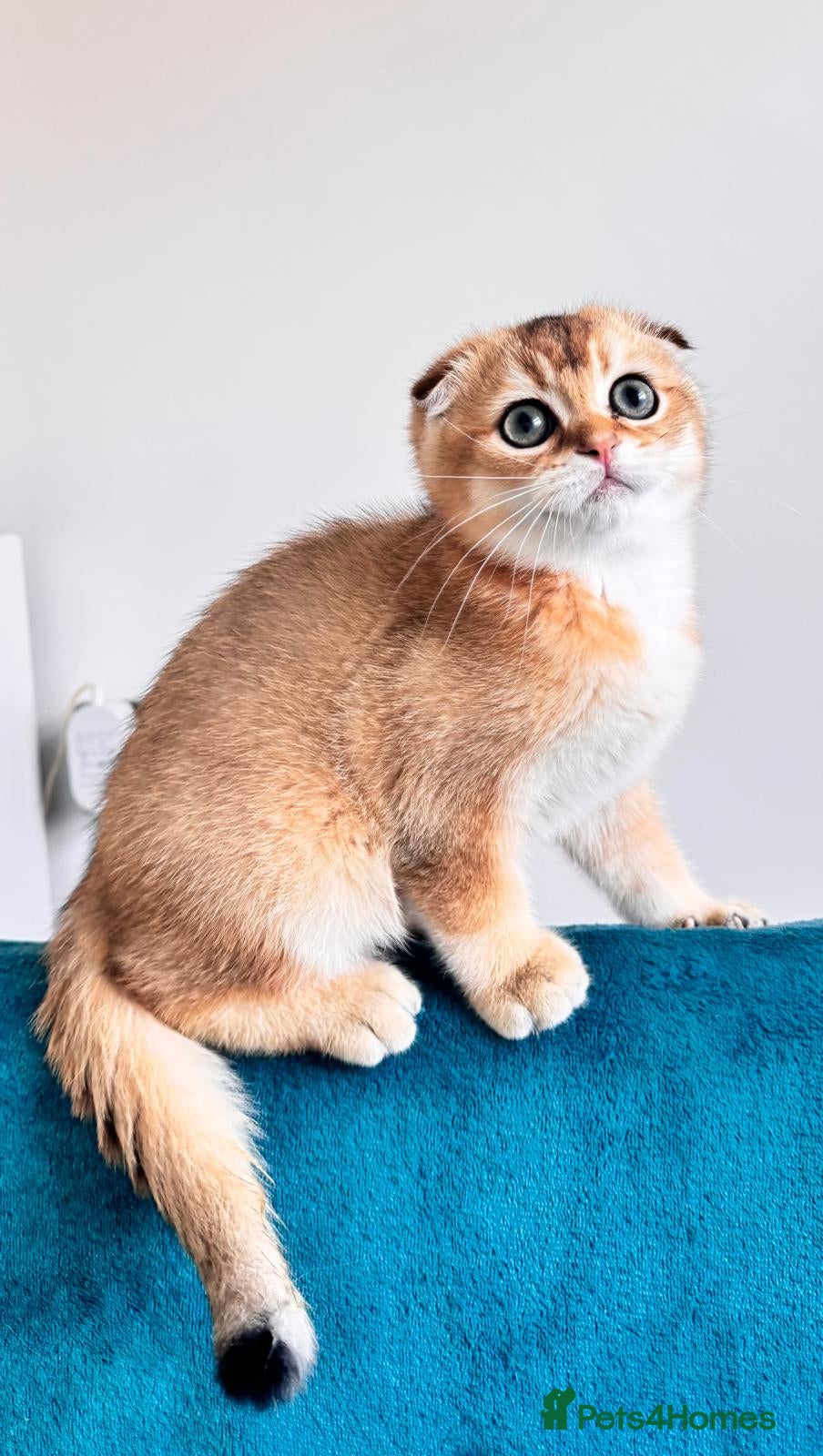 Scottish Fold cats Cute 🥰 Scottish fold TICA register  - Advert 6