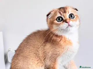 Scottish Fold cats Cute 🥰 Scottish fold TICA register - Advert 14