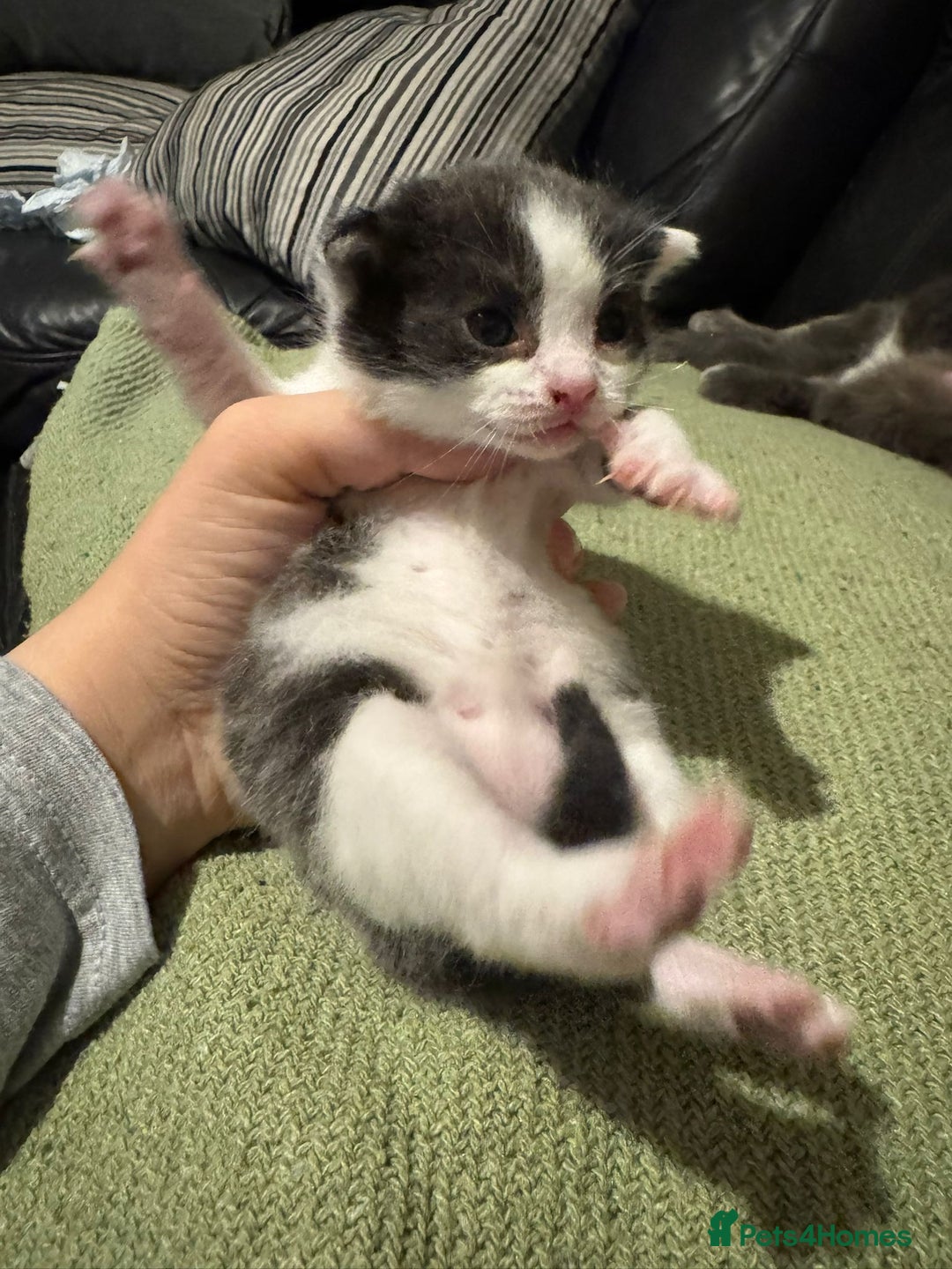 Mixed Breed cats for sale: Russian Blue x Tabby - Advert 12