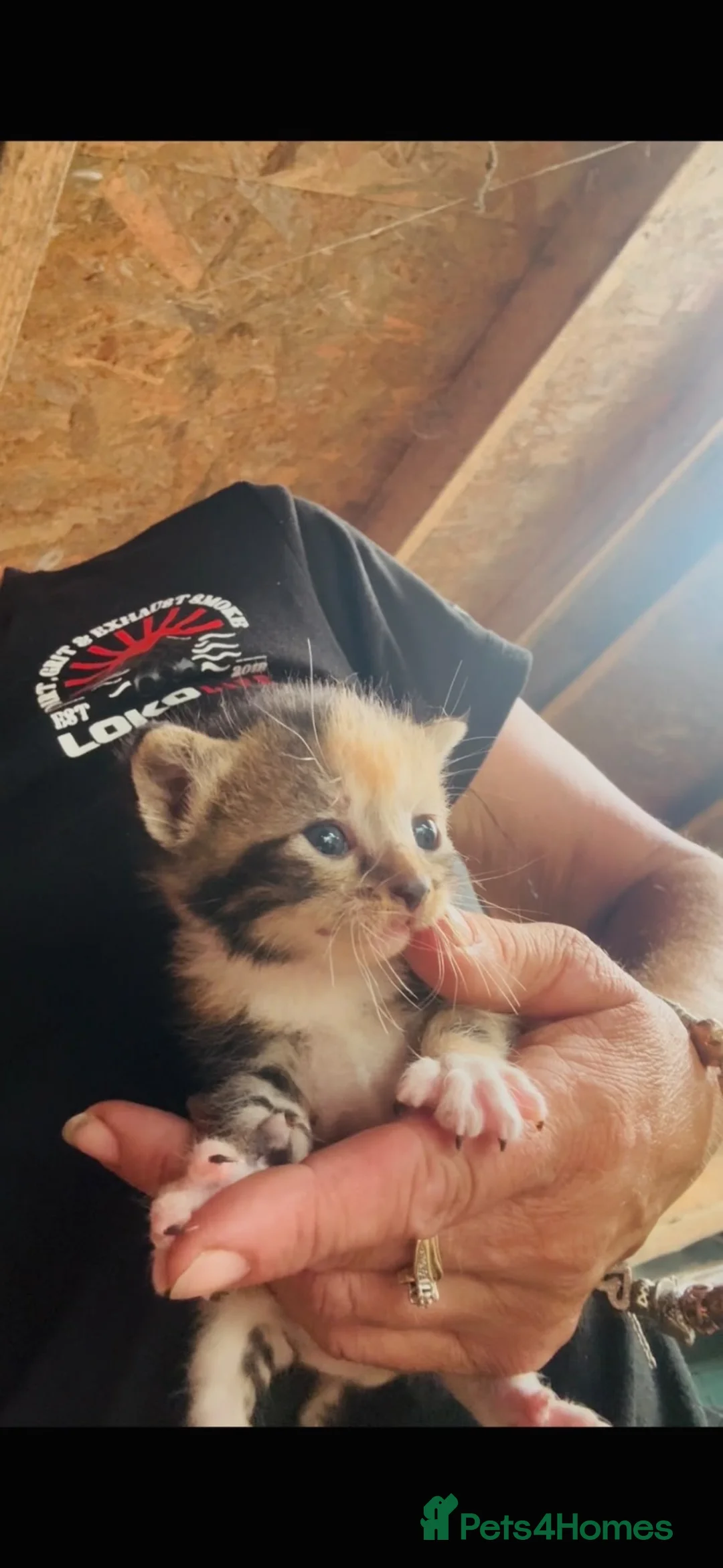 Mixed Breed cats for sale: Beautiful kittens - Advert 2
