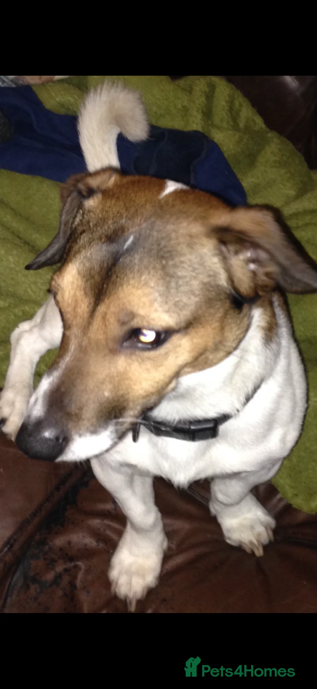 Jack Russell dogs for stud: Jack Russell for stud  - Advert 1