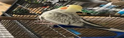 Cockatiels birds for sale: Young cockatiel  in Bicester - Advert 3