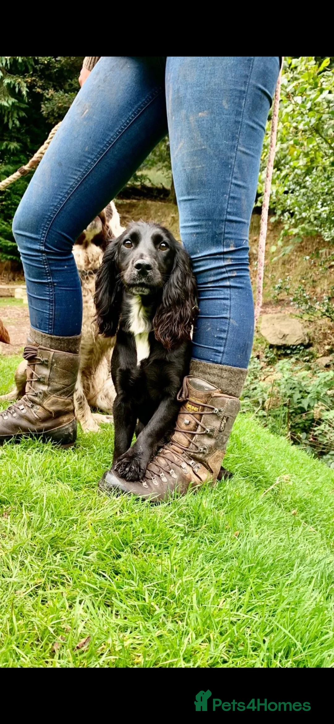Cocker Spaniel dogs for sale:  Tri coloured working cocker spaniel puppies  - Advert 2