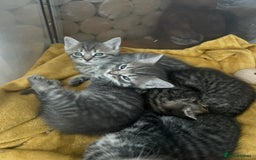 Ragdoll cats for sale: Half ragdoll kittens  - Image 6