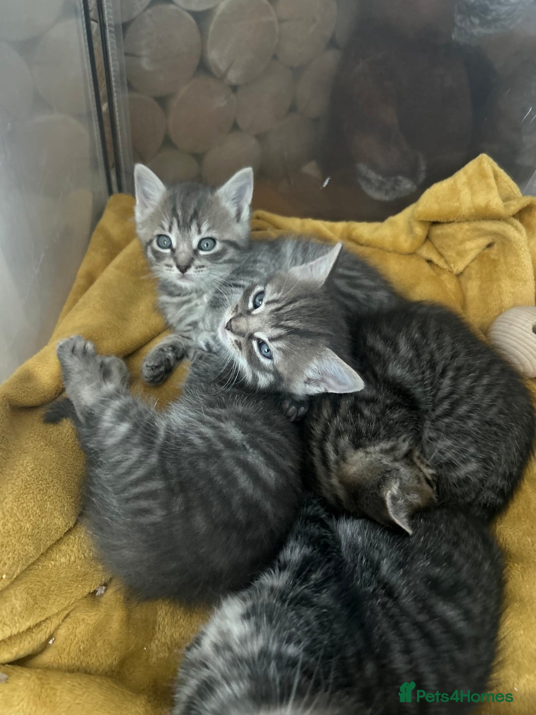 Ragdoll cats for sale: Half ragdoll kittens  - Image 6