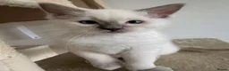 Ragdoll cats for sale: 💙 GCCF Lilac Male Ragdoll READY NOW 2 LEFT💙 - Advert 9