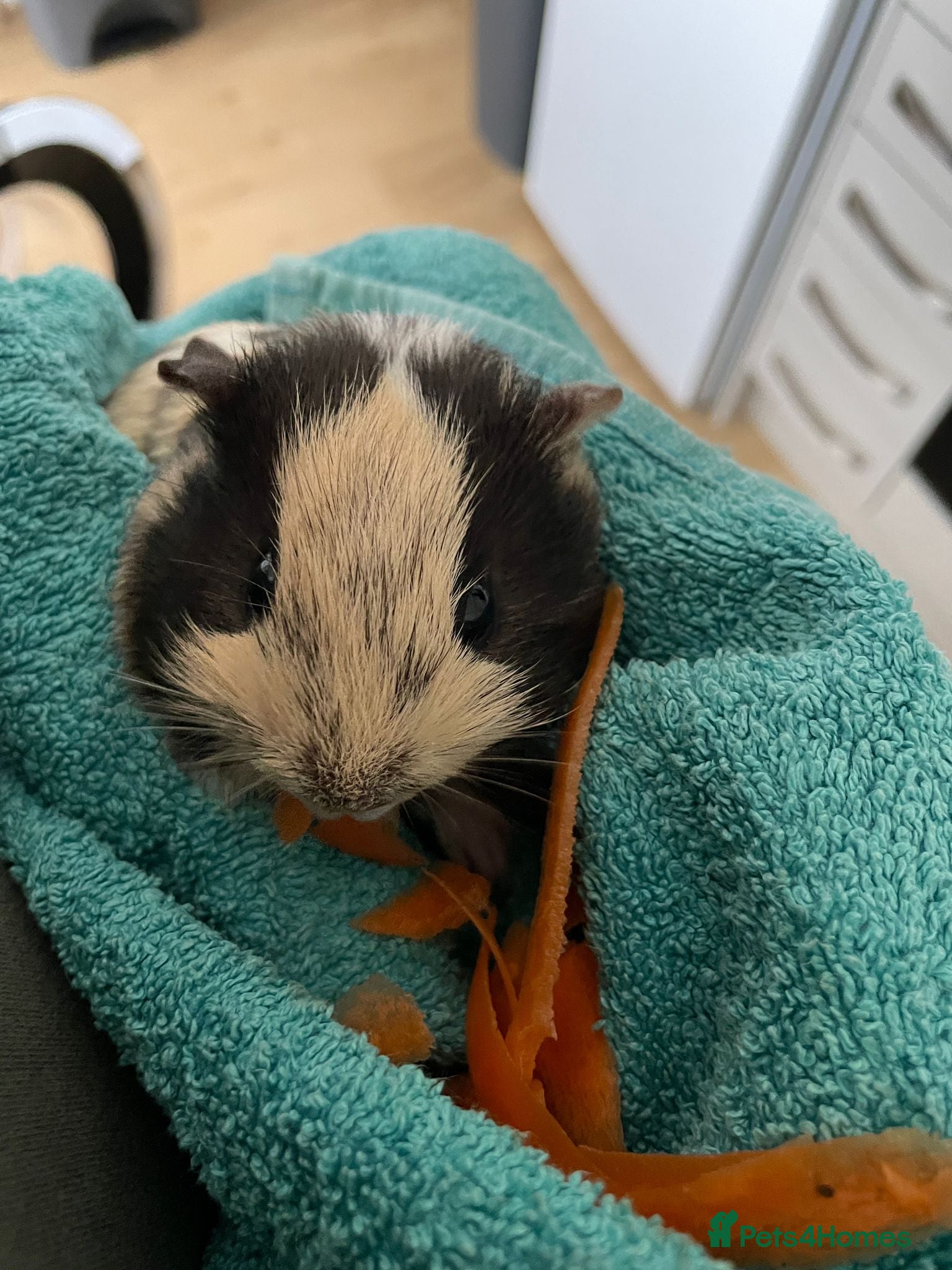Guinea Pig rodents Friendly female and male guineapig  - Advert 3