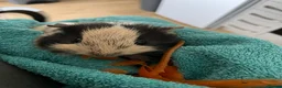 Guinea Pig rodents for sale: Friendly female and male guineapig  in Bournemouth - Advert 1