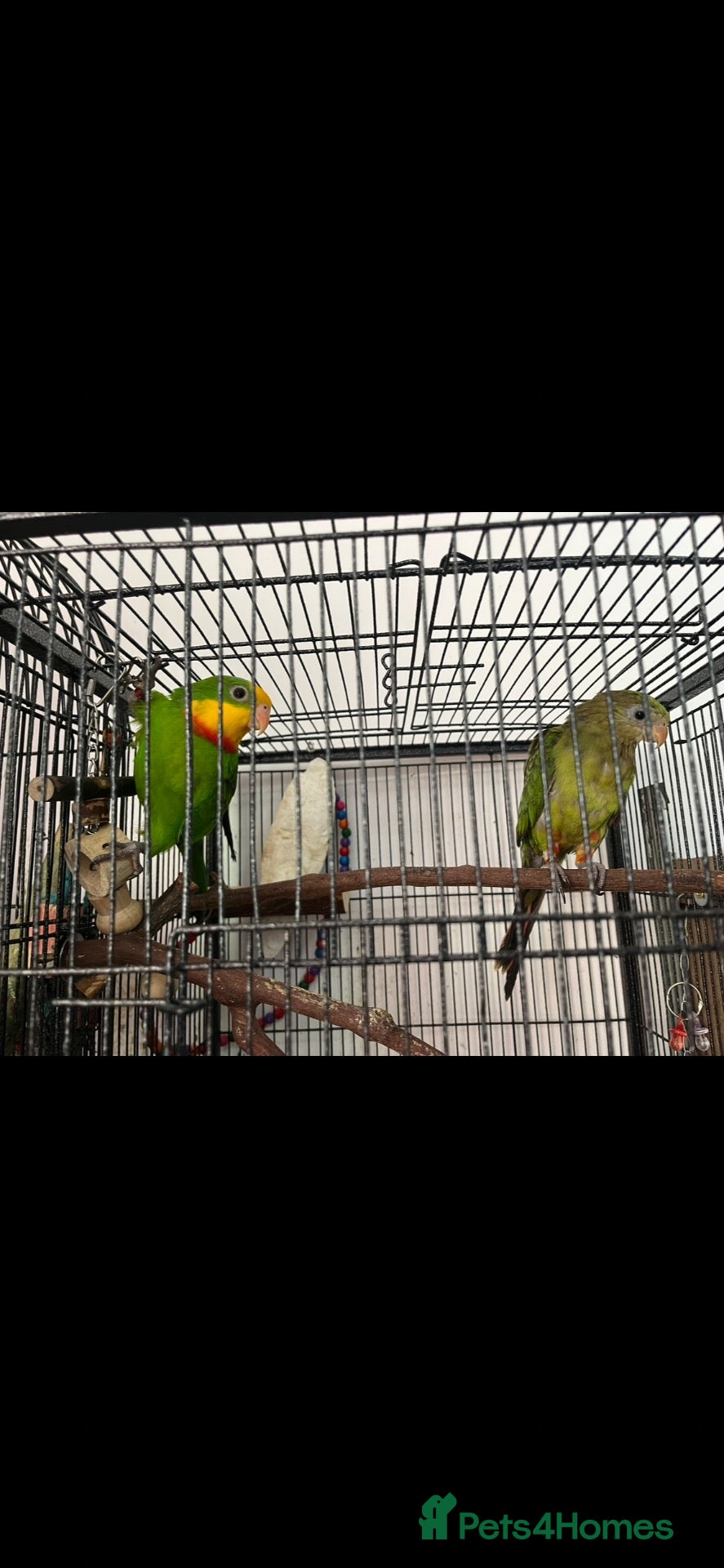 Parrots birds Superb parrot pair male and female  - Advert 14