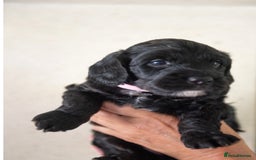 Cockapoo dogs for sale: BLACK COCKAPOOS - Image 2