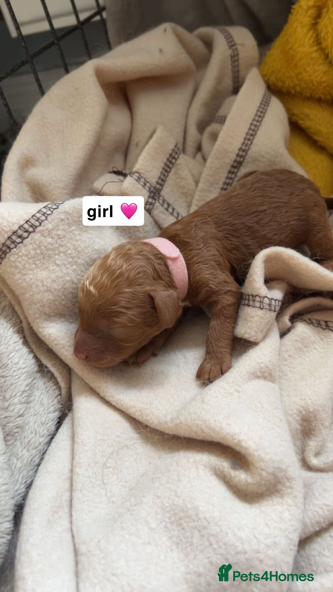 Cockapoo dogs for sale: 2 weeks old cockapoos  - Image 34