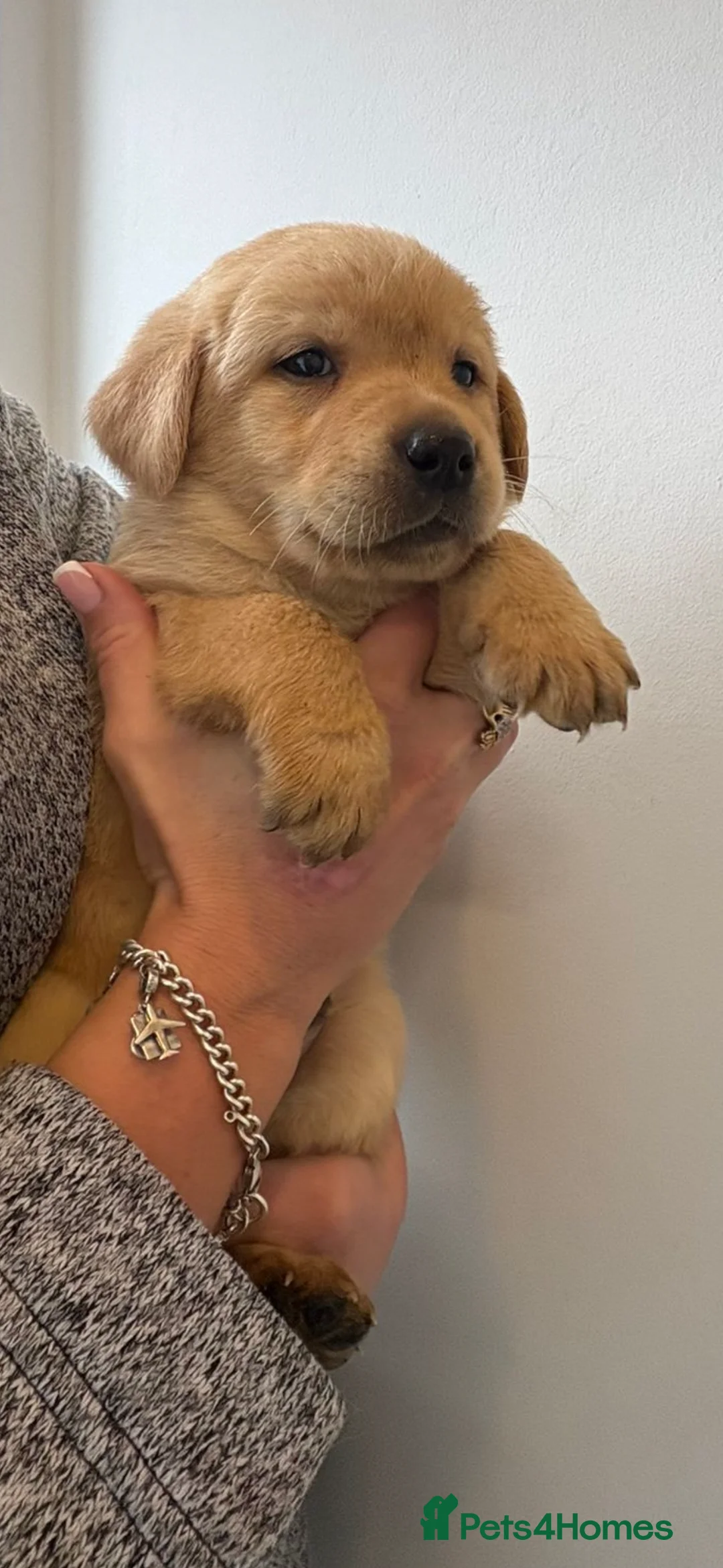 Labrador Retriever dogs for sale: Labrador pups - Advert 18