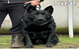 German Shepherd dogs for sale: Exceptional KC Reg DDR GSD Puppies Rare Bloodlines - Image 1