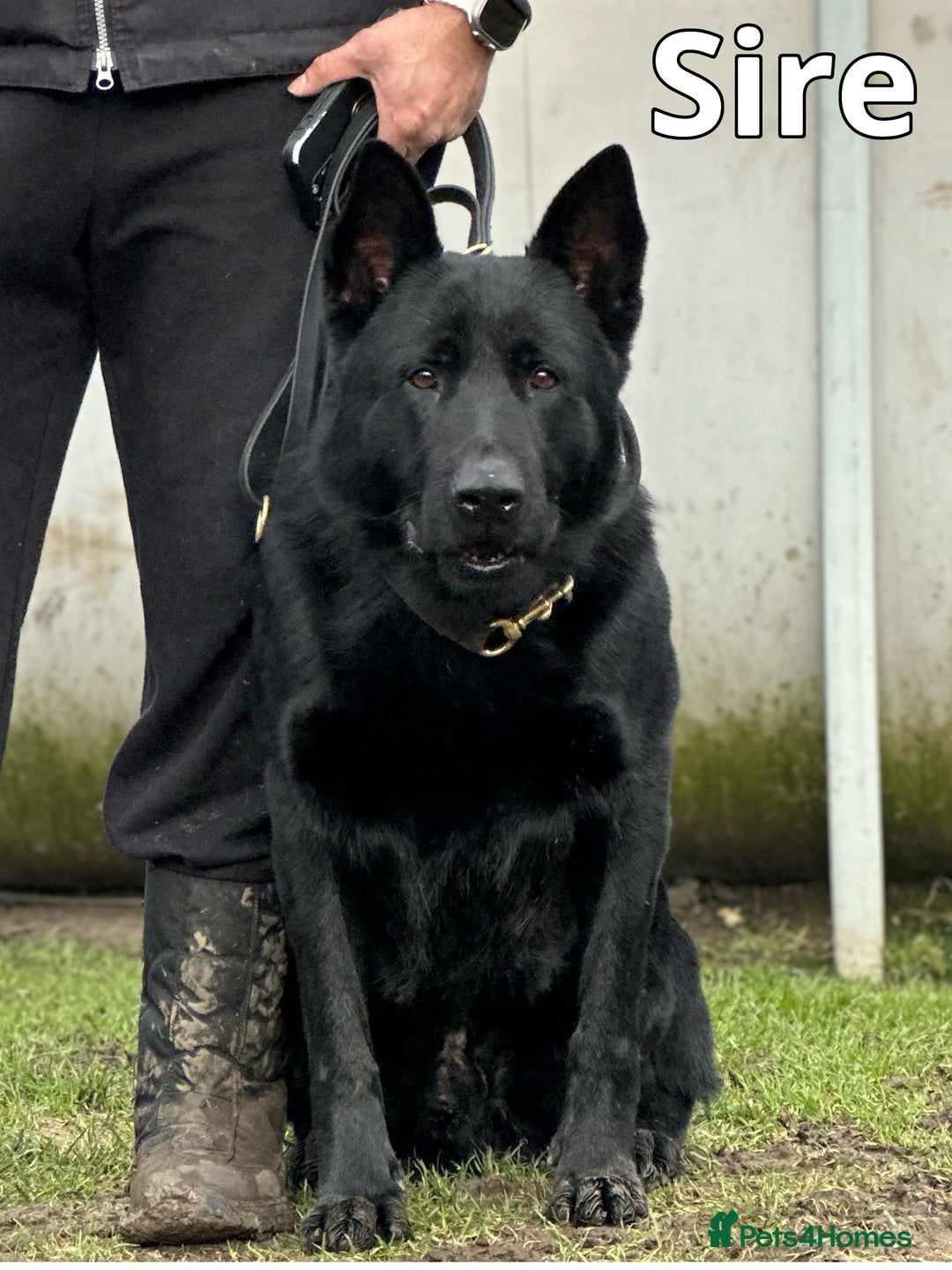 German Shepherd dogs for sale: Exceptional KC Reg DDR GSD Puppies Rare Bloodlines - Image 1