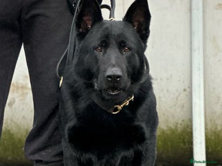 German Shepherd dogs - Advert 1