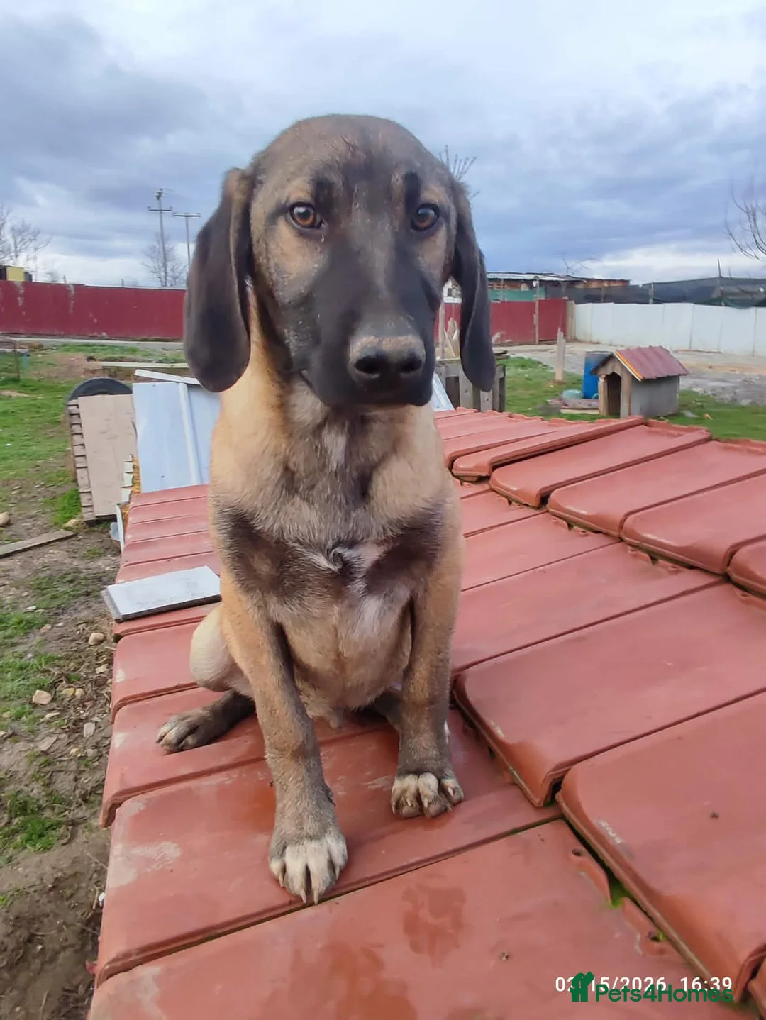 Mixed Breed dogs for adoption: Dexter 5 months Macedonian rescue  - Advert 2