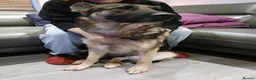 German Shepherd dogs for sale: German shepherd girl  in Doncaster - Advert 7