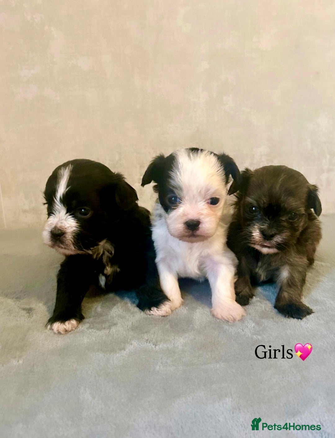 Shihpoo dogs for sale: Gorgeous Shihpoos for sale  - Advert 11