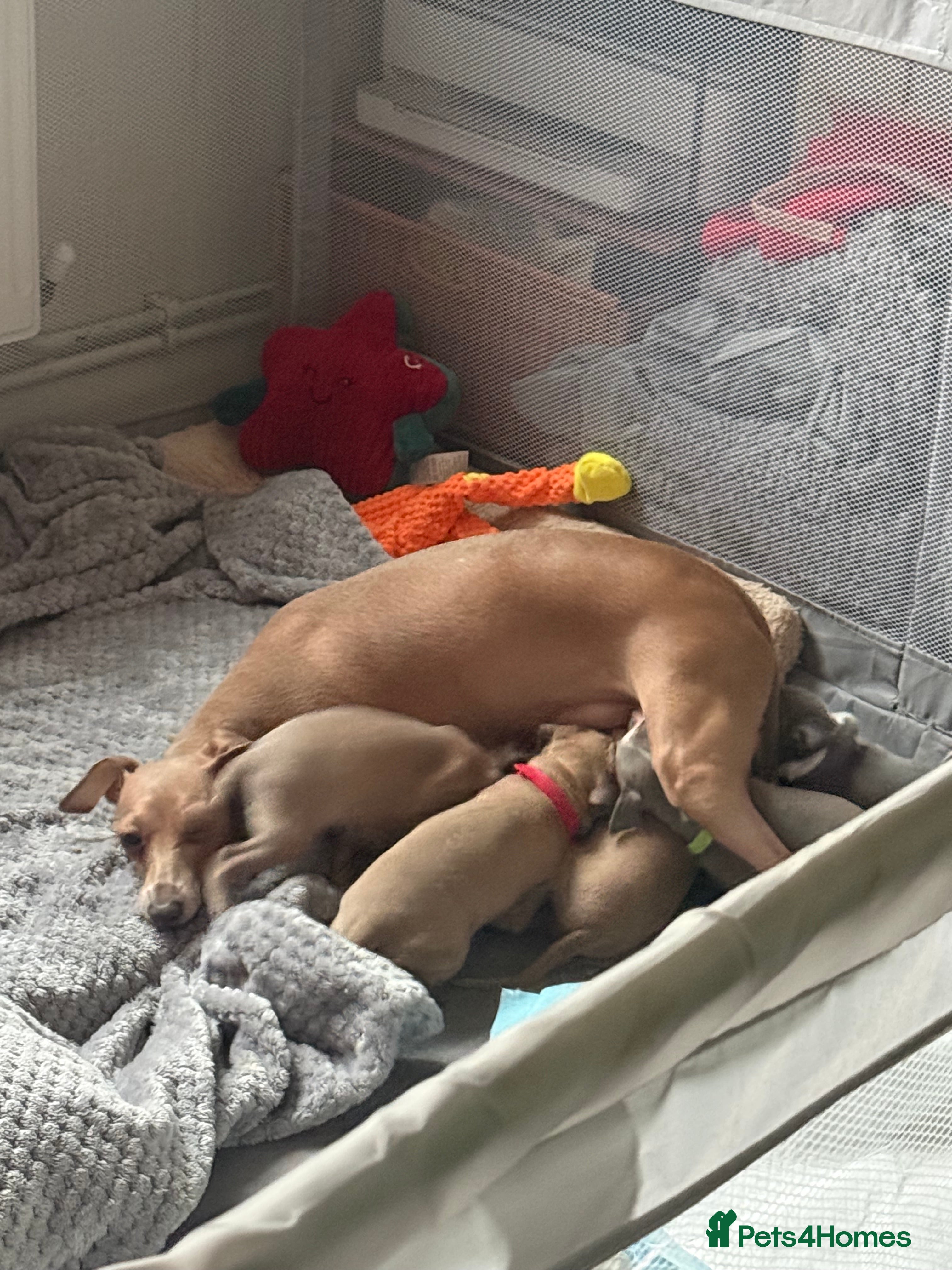 Italian Greyhound dogs KC Italian greyhound 4 boys available  - Advert 1