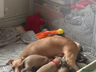 Italian Greyhound dogs KC Italian greyhound 4 boys available - Advert 1