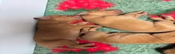 Hungarian Vizsla dogs for sale: 🥰 NEW KC REG Hungarian Vizsla Beautifully Bred,  - Advert 9