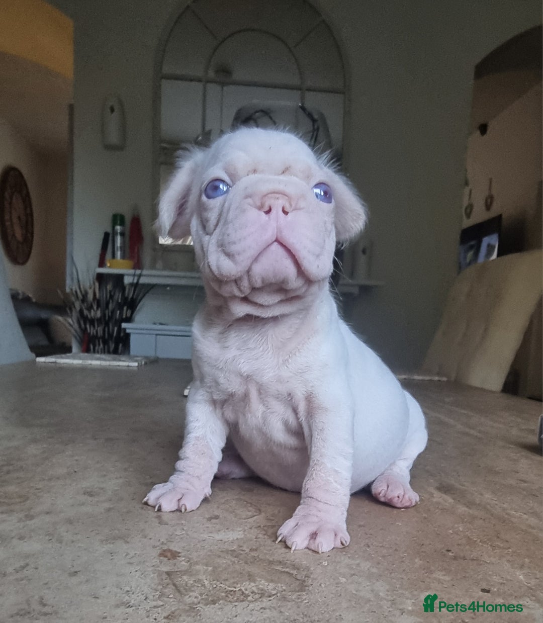 French Bulldog dogs for sale: Beautiful French bulldogs - Image 5