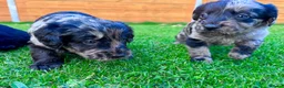 Labradoodle dogs for sale: F1 Labradoodle Merle Babies 🐾🐾🐾 - Advert 7