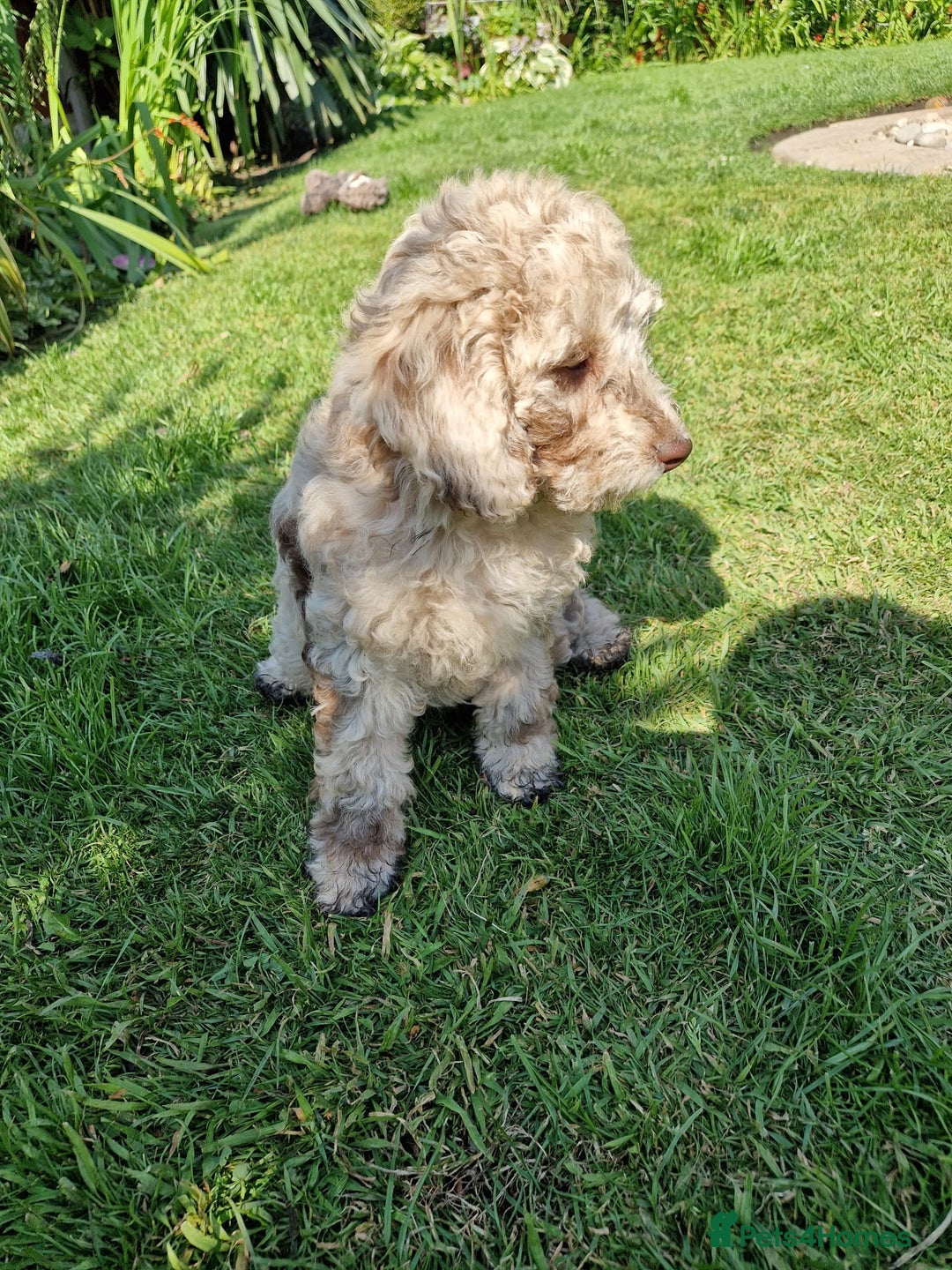 Cockapoo dogs for sale: Cockerpoo 1 boy (brown) and 1 girl (Merle)  - Image 3